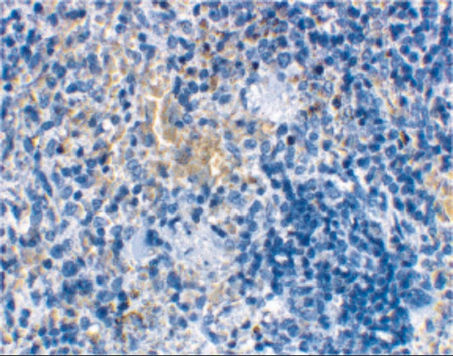 MD-2 Antibody - BSA Free