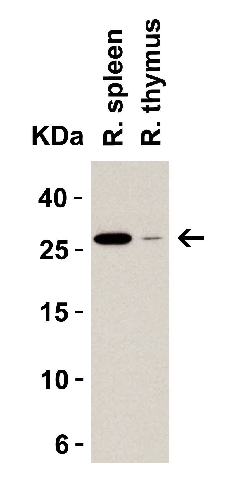 MD-2 Antibody - BSA Free