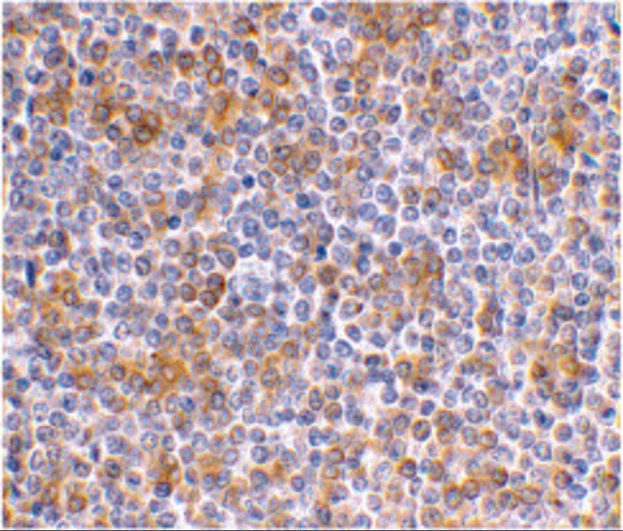 APOBEC3G Antibody - BSA Free