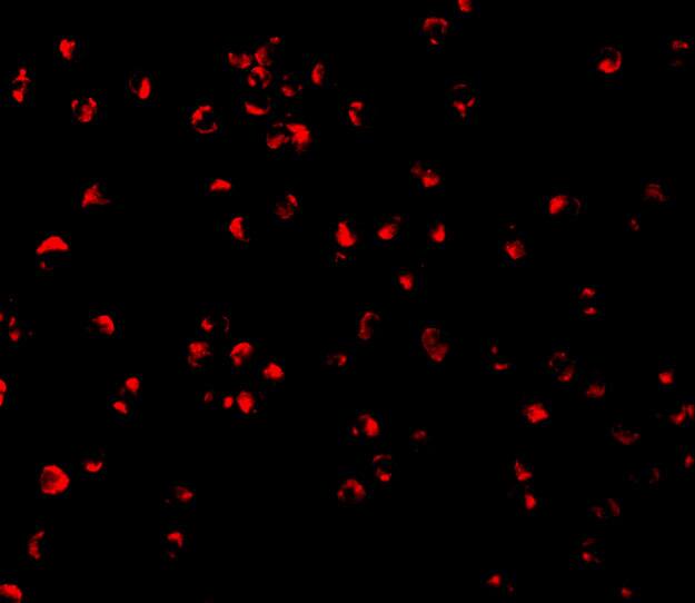 Caspase 5 Antibody - BSA Free