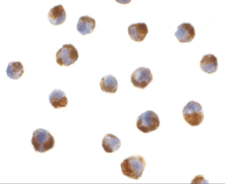 Caspase 5 Antibody - BSA Free