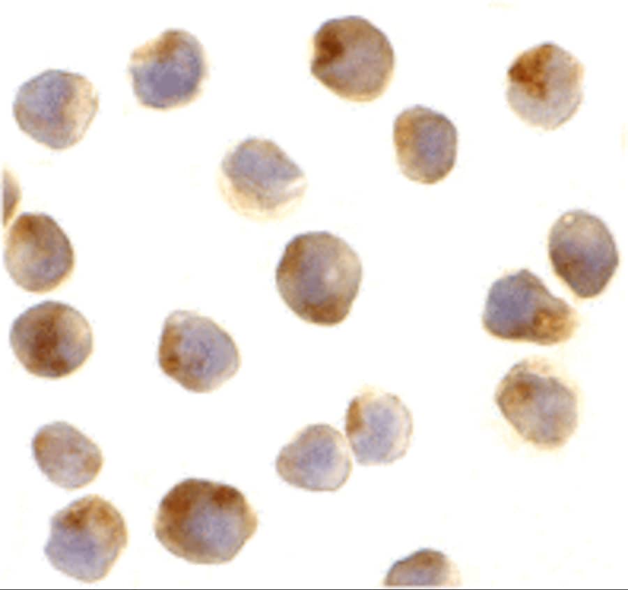 RPTOR Antibody - BSA Free