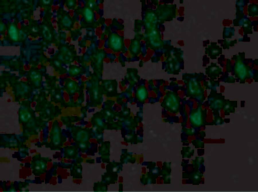 Adiponectin/Acrp30 Antibody - BSA Free