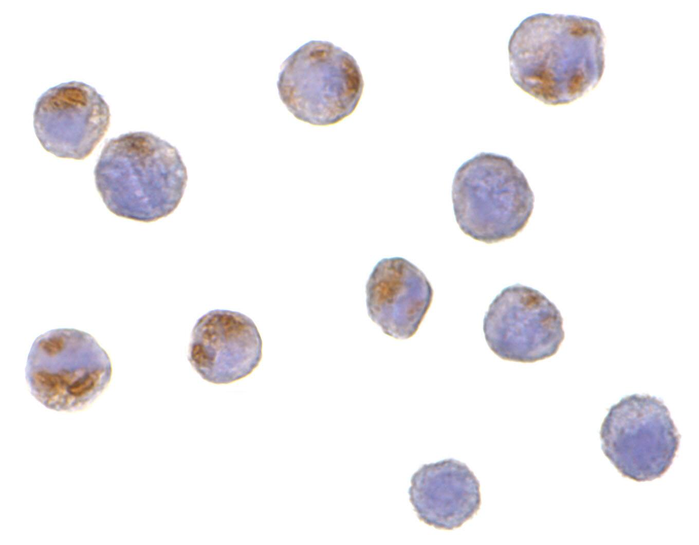 CTRP6 Antibody - BSA Free