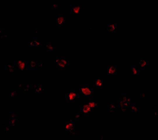 PARC Antibody - BSA Free