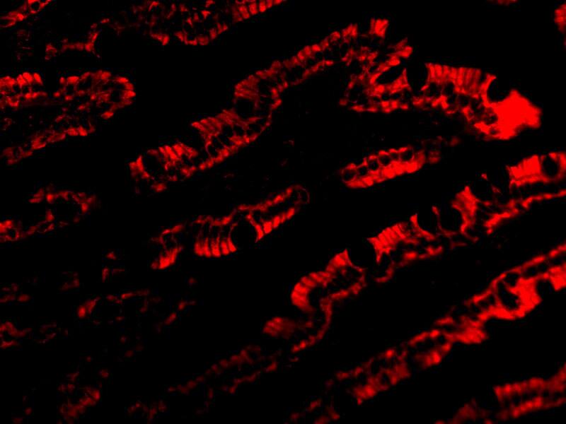 PIST Antibody - BSA Free
