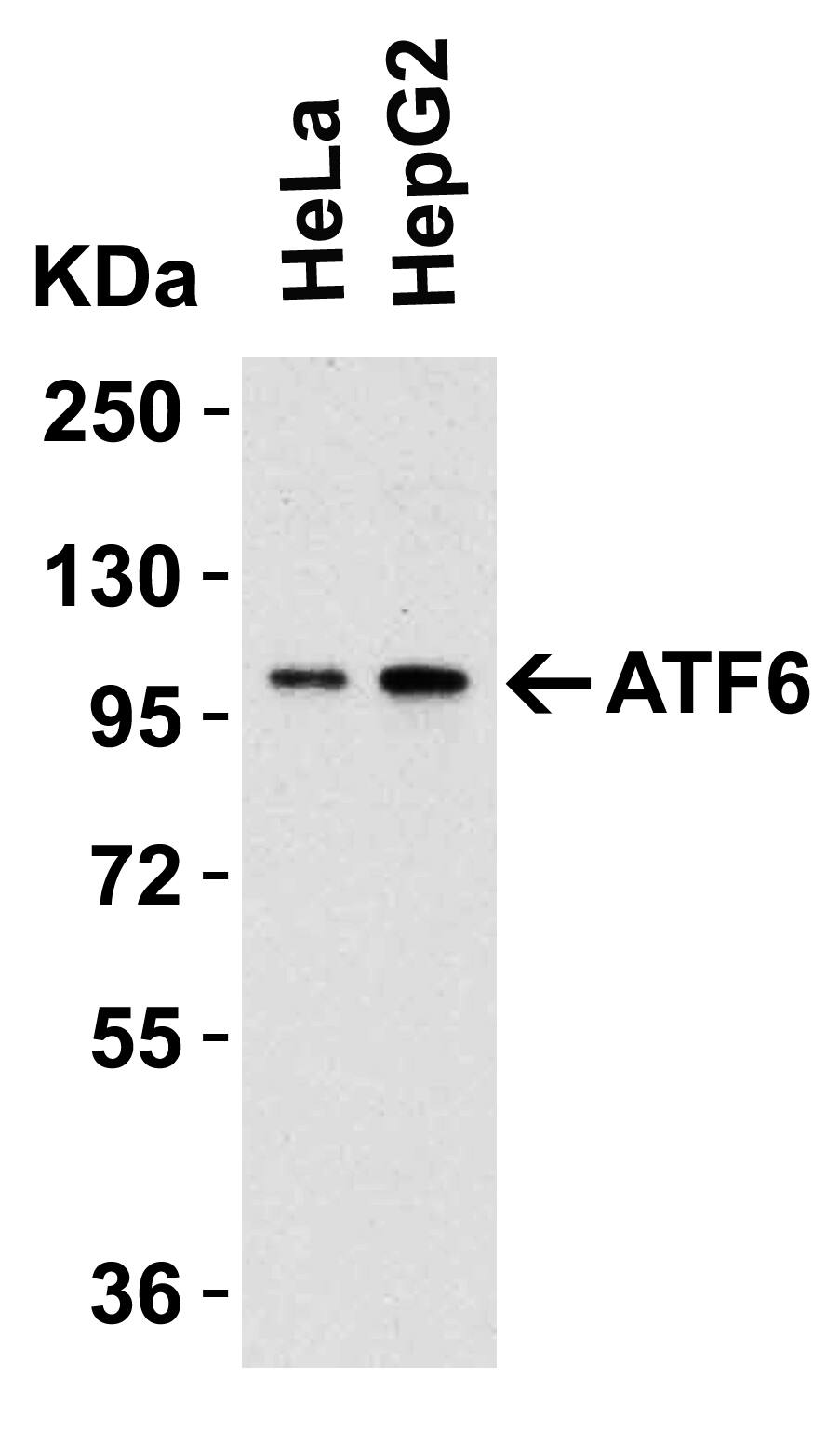 ATF6 Antibody - BSA Free