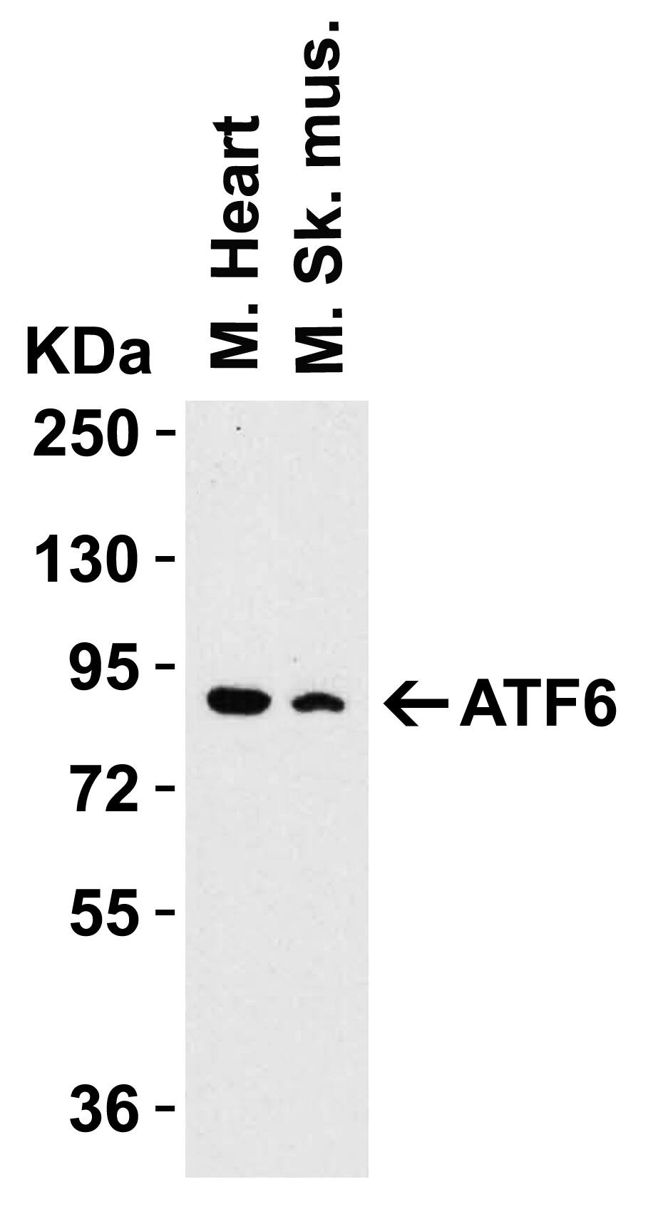 ATF6 Antibody - BSA Free