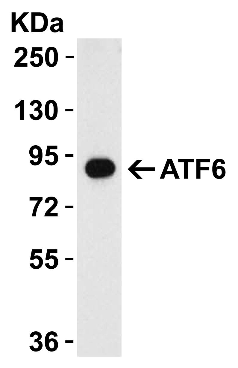 ATF6 Antibody - BSA Free