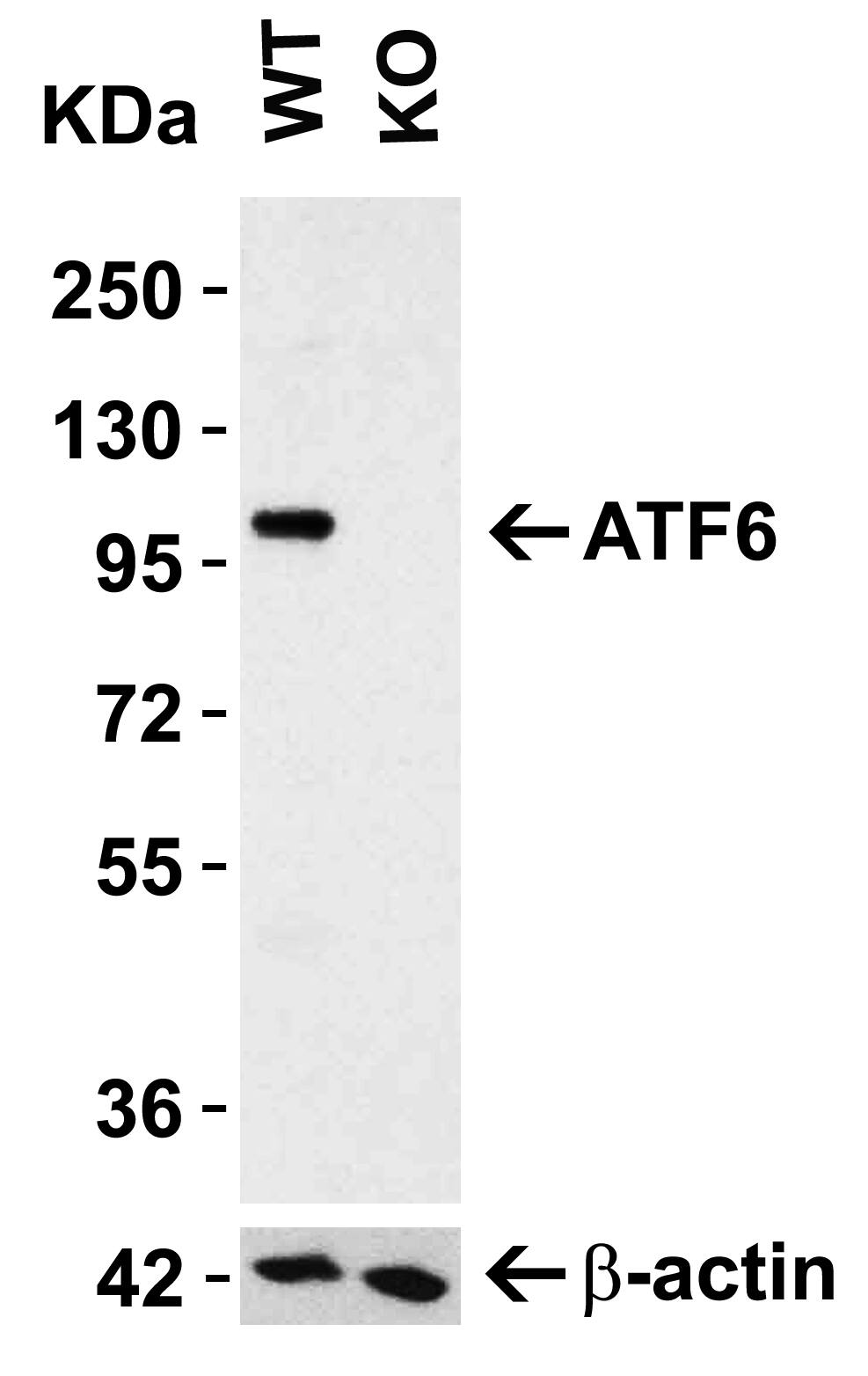 ATF6 Antibody - BSA Free