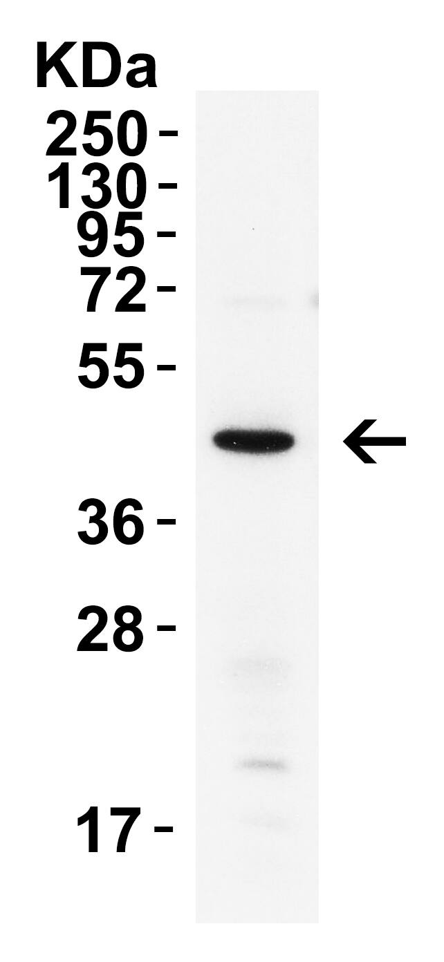 XBP1 Antibody - BSA Free