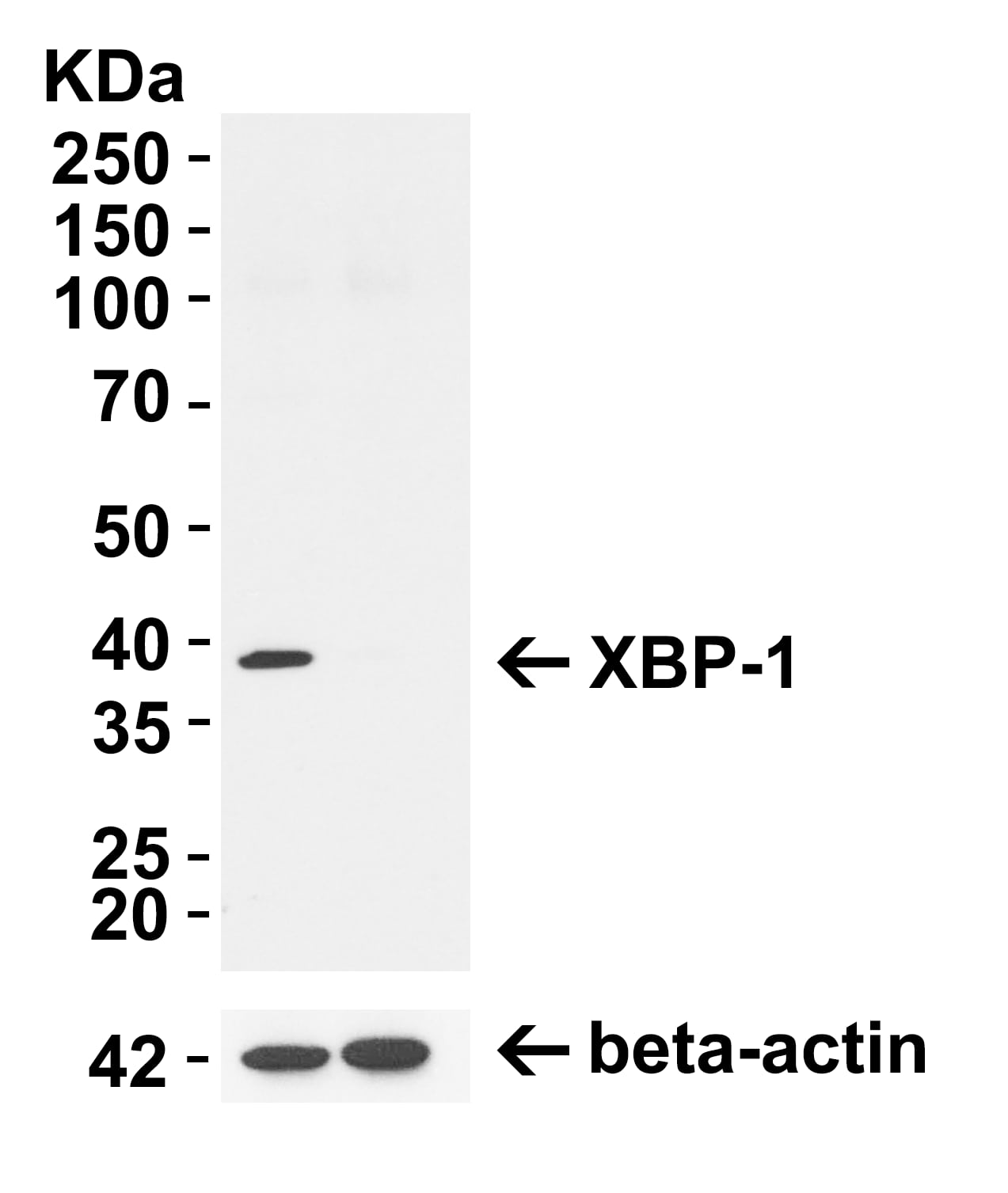 XBP1 Antibody - BSA Free