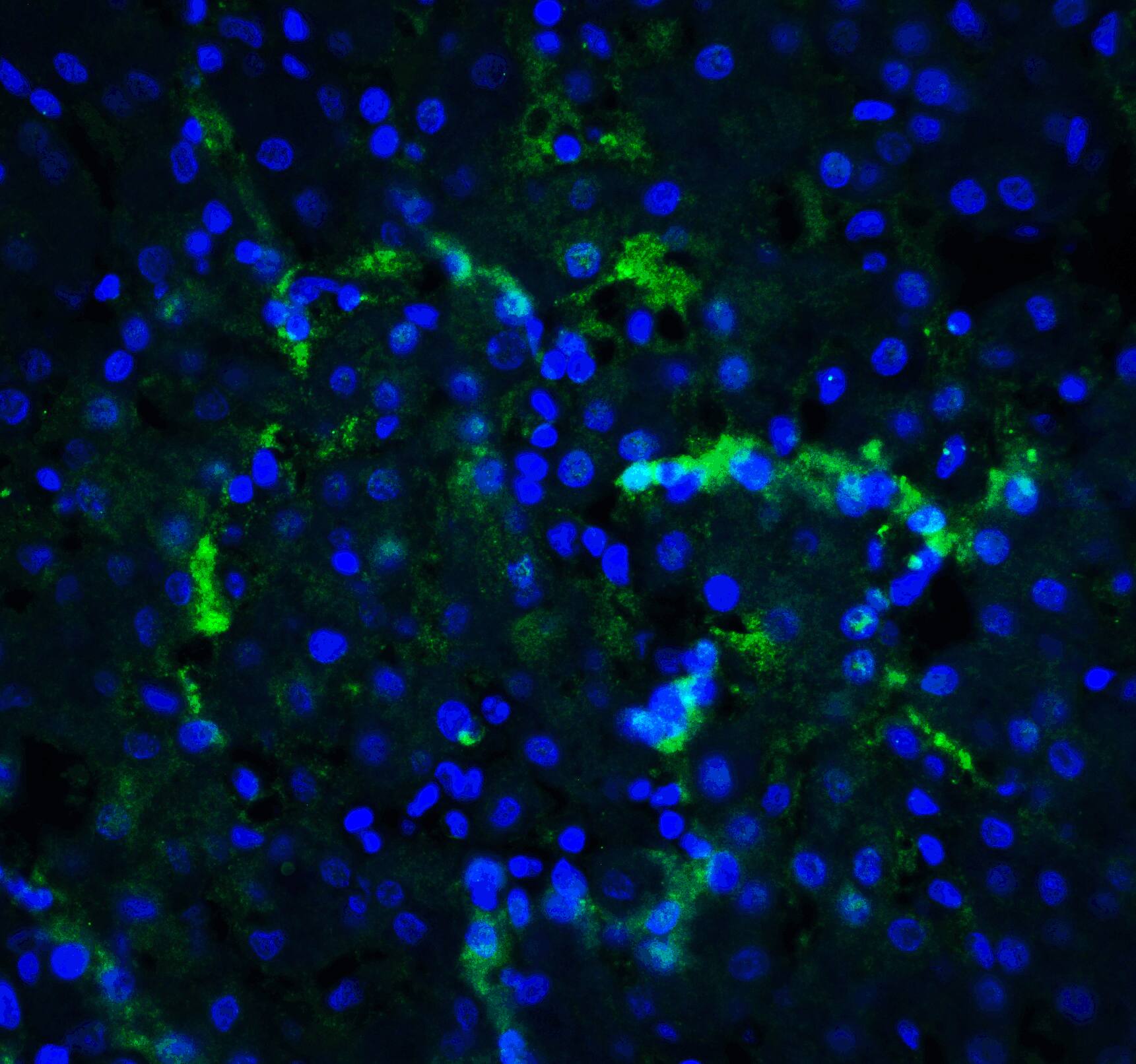 XBP1 Antibody - BSA Free
