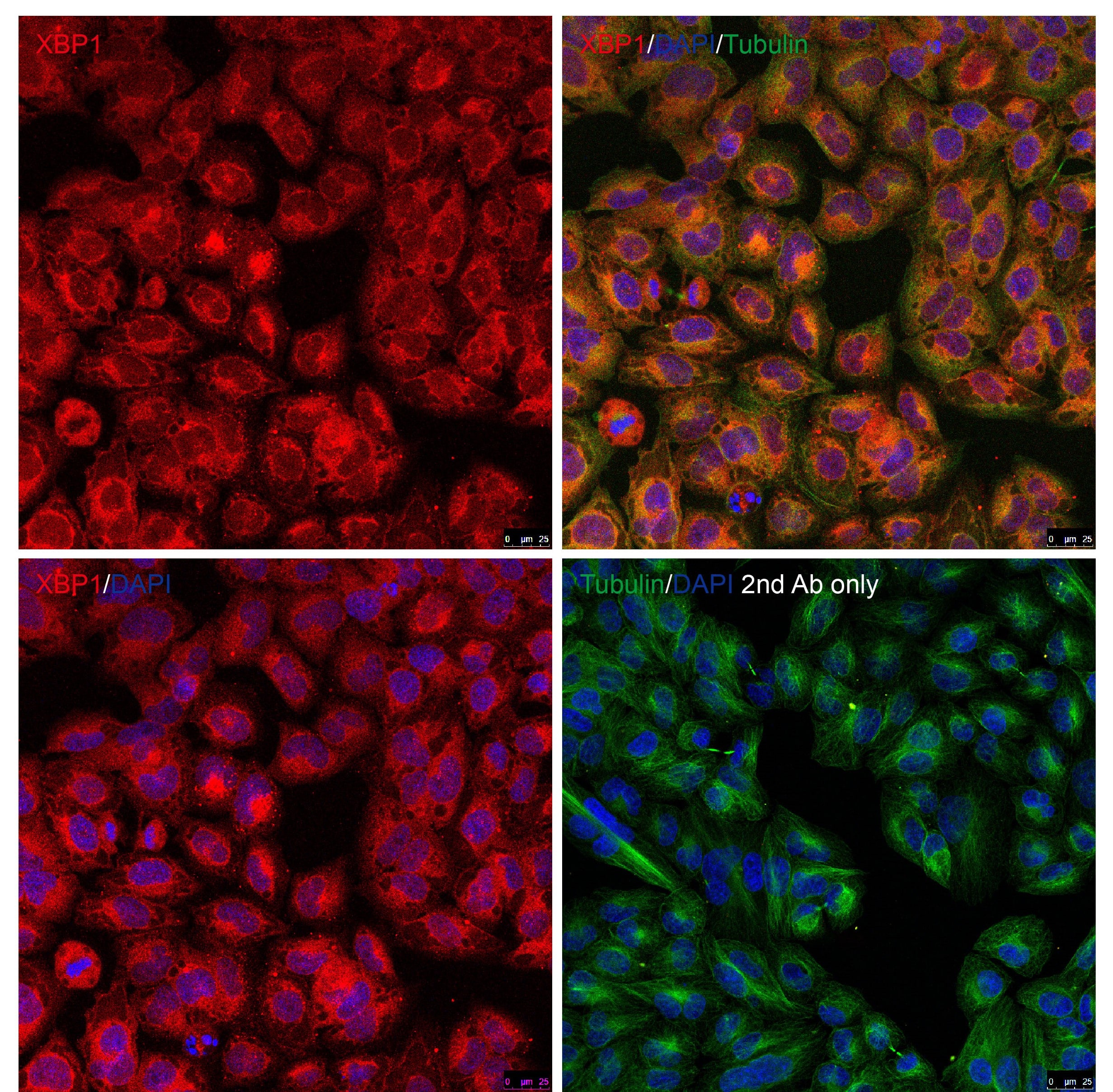 XBP1 Antibody - BSA Free