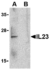 IL-23A/IL-23 P19 Antibody - BSA Free