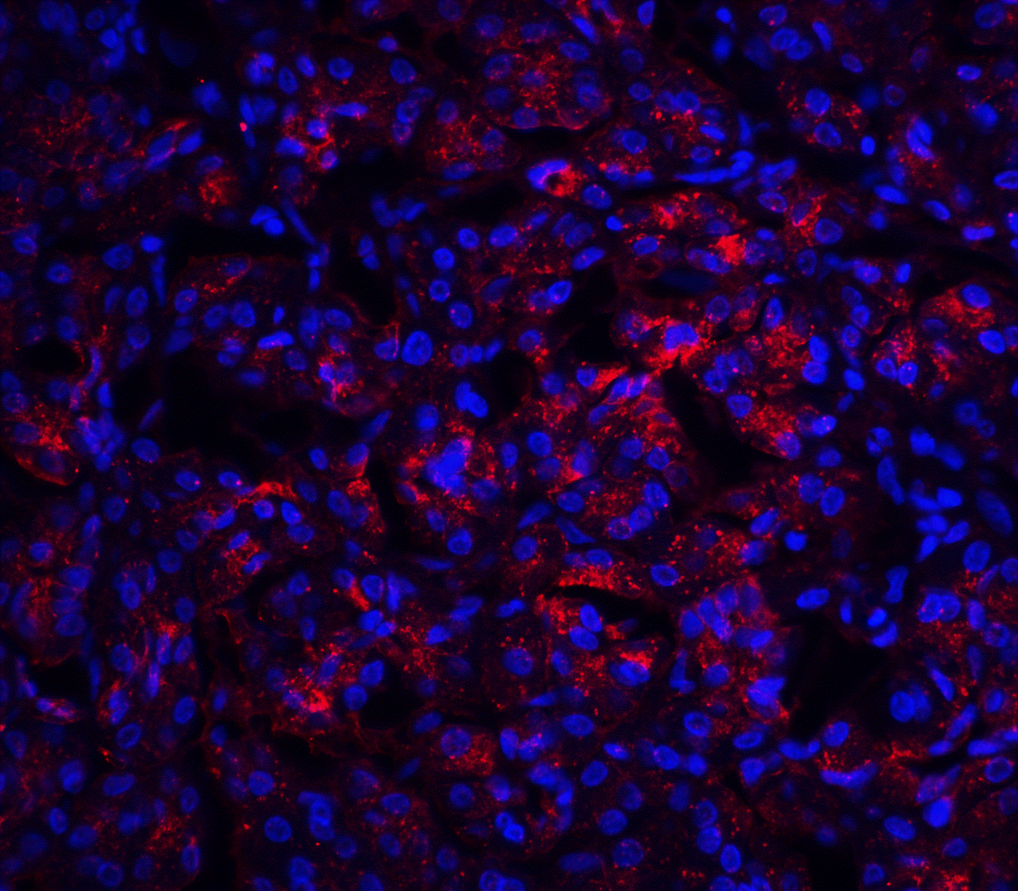 IL-23A/IL-23 P19 Antibody - BSA Free