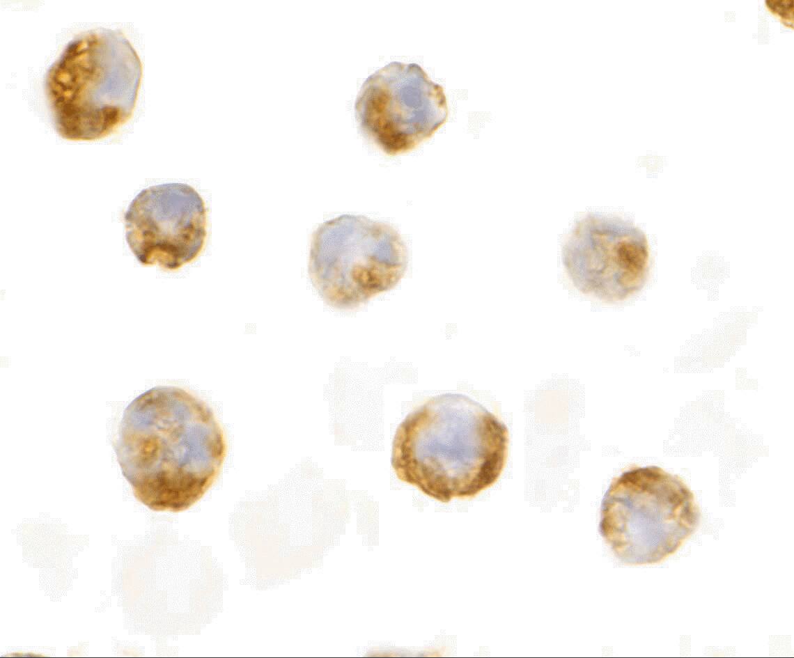 IL-23A/IL-23 P19 Antibody - BSA Free