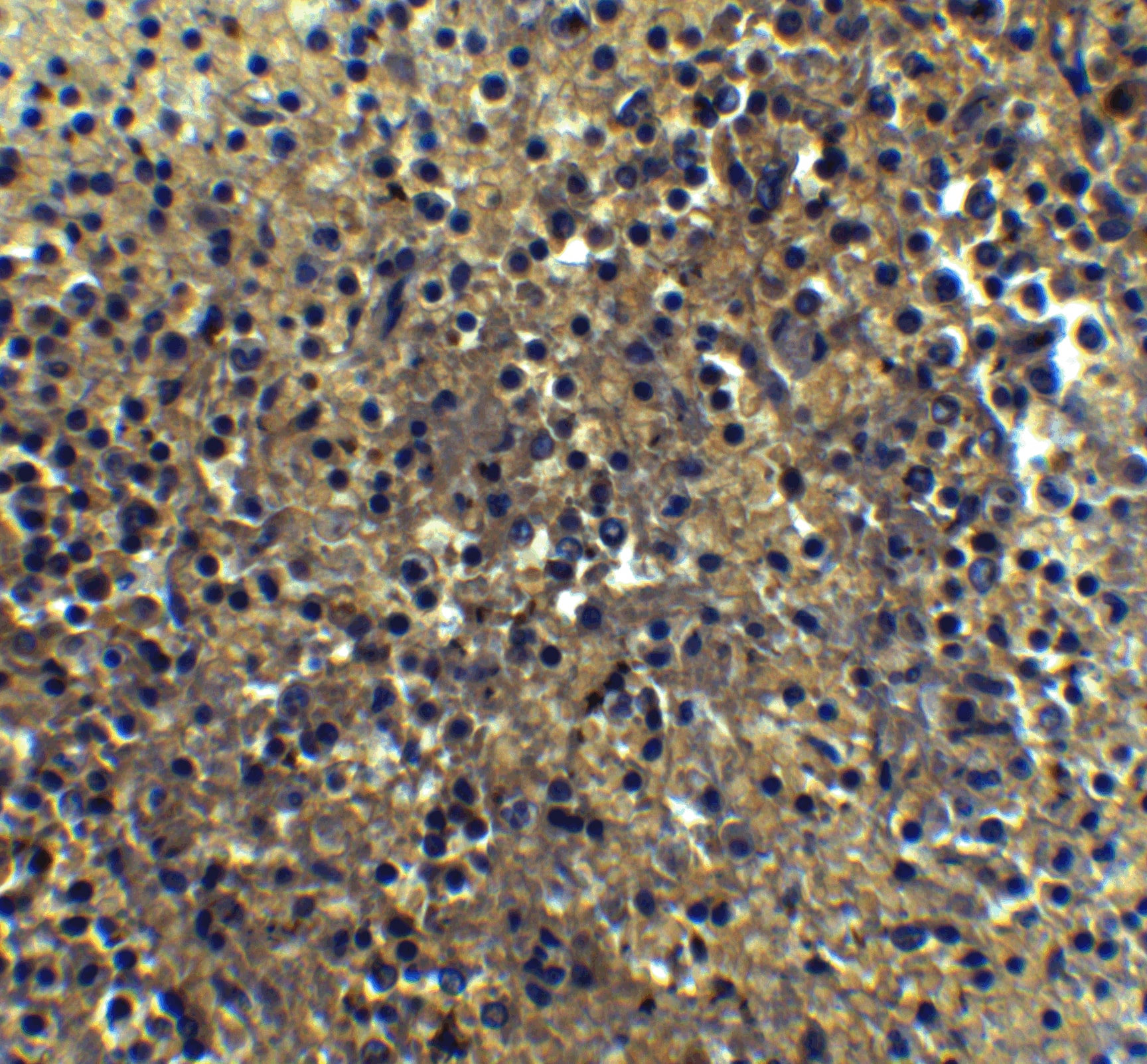 IRF7 Antibody - BSA Free