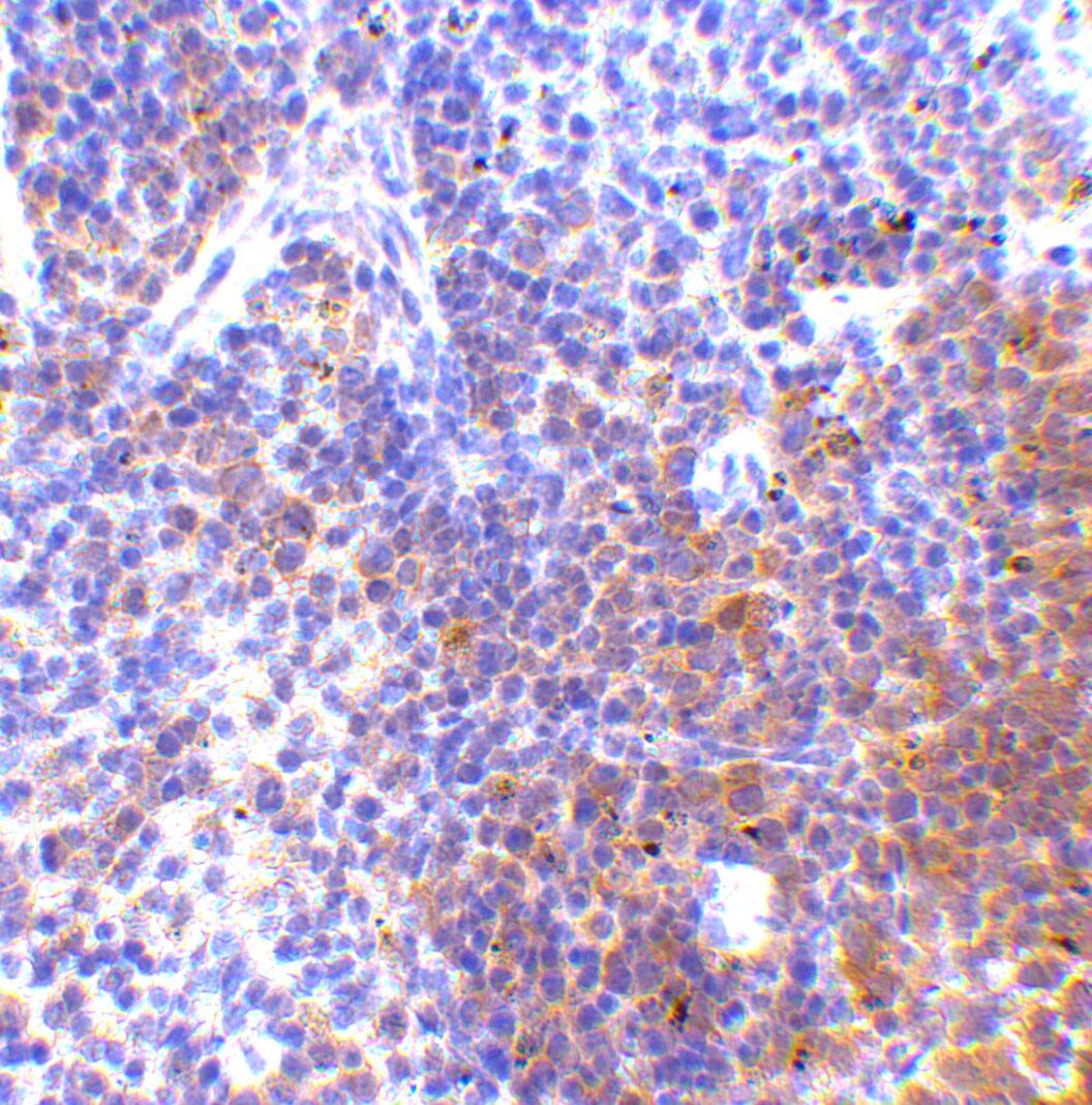 IRF7 Antibody - BSA Free
