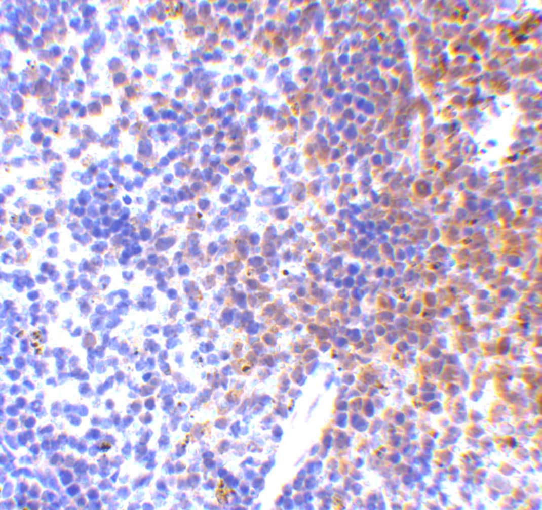 IRF7 Antibody - BSA Free