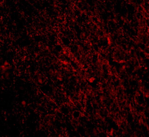 SCO1 Antibody - BSA Free