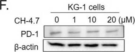 PD-1 Antibody - BSA Free