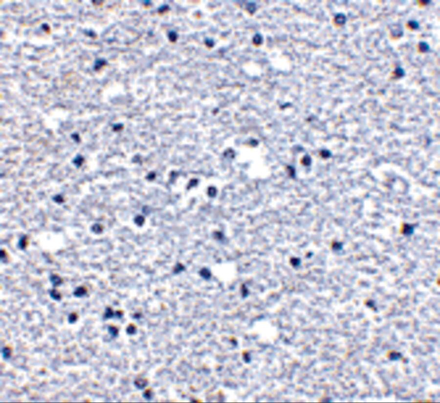 PD-1 Antibody - BSA Free