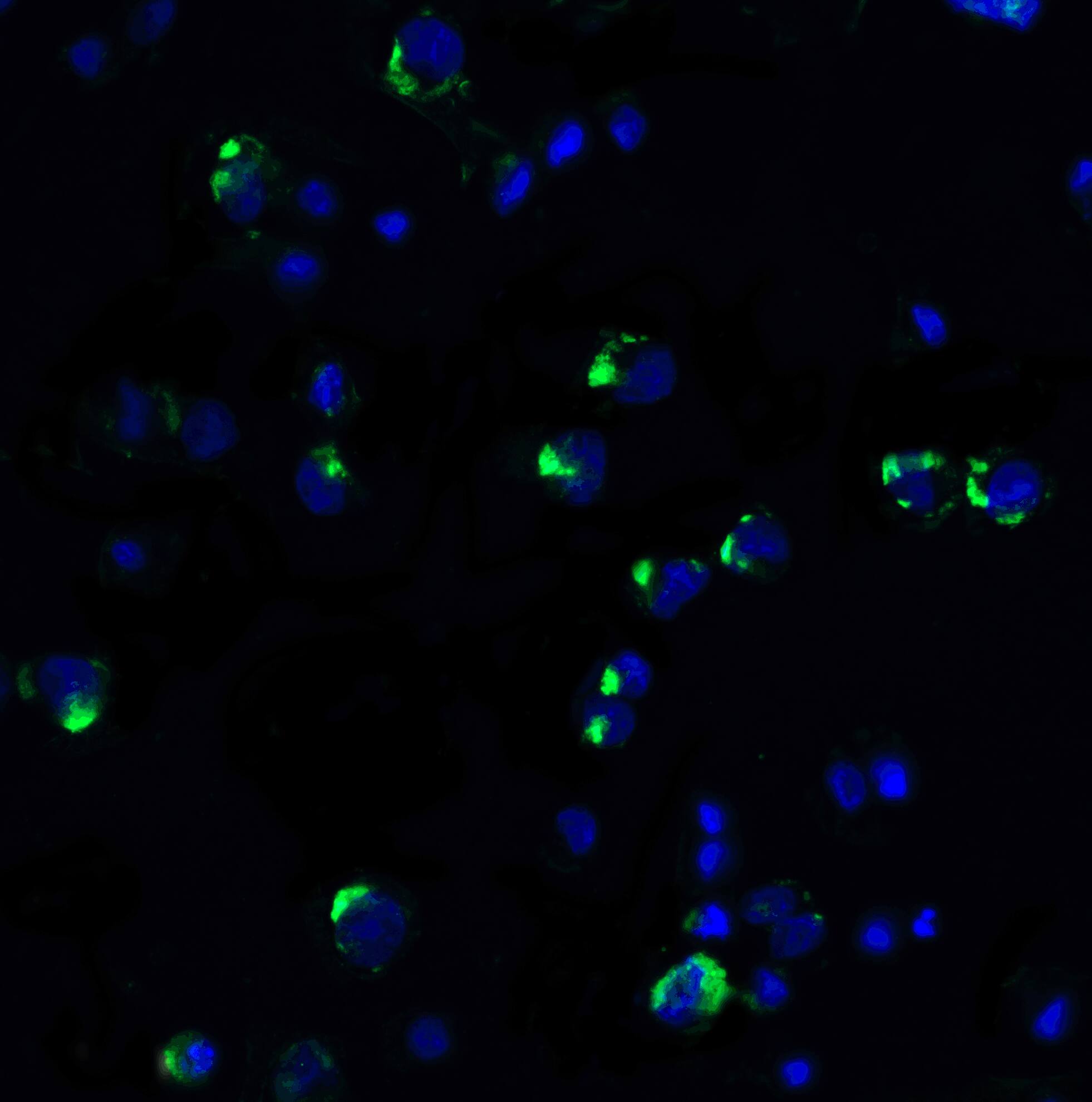 PD-1 Antibody - BSA Free