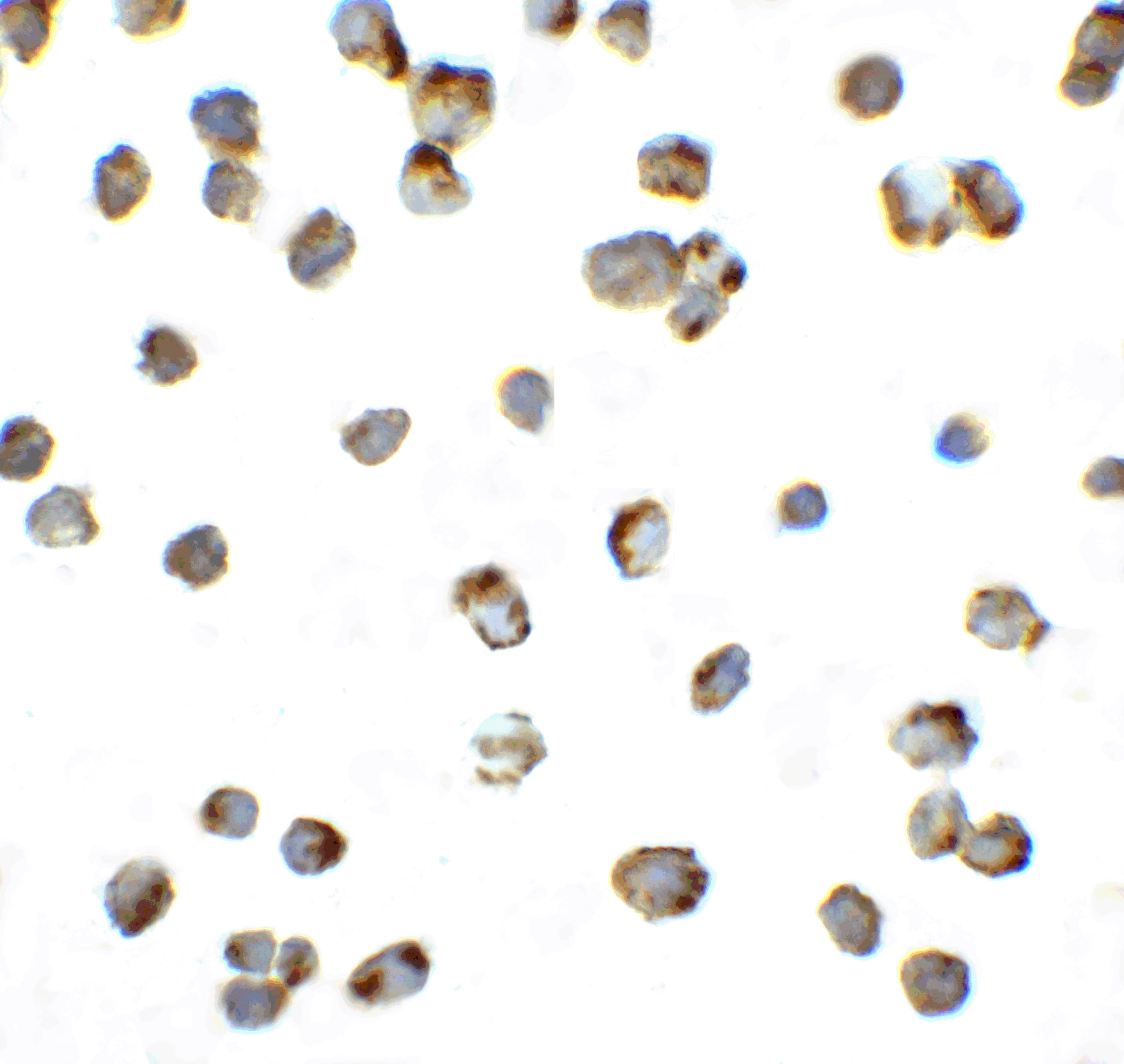 PD-1 Antibody - BSA Free