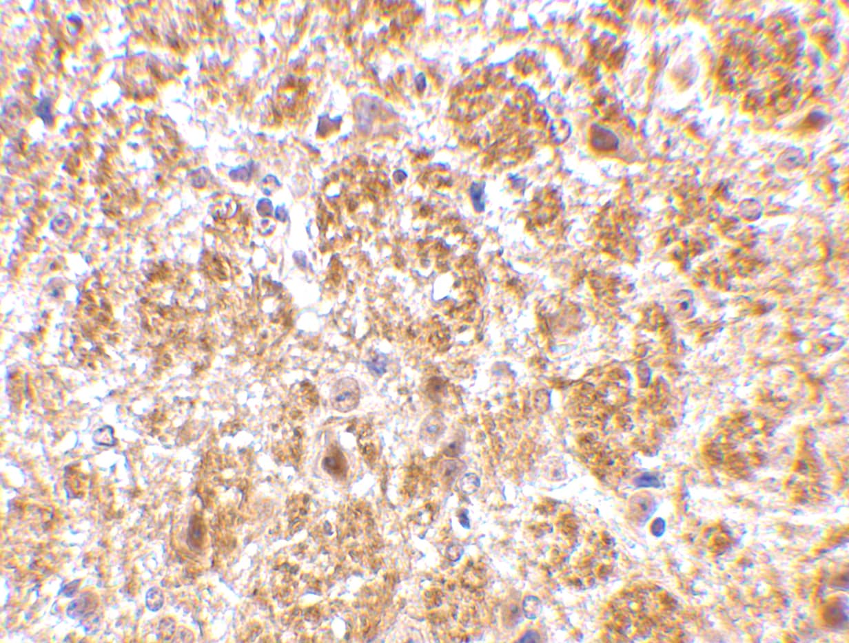 DARC Antibody - BSA Free