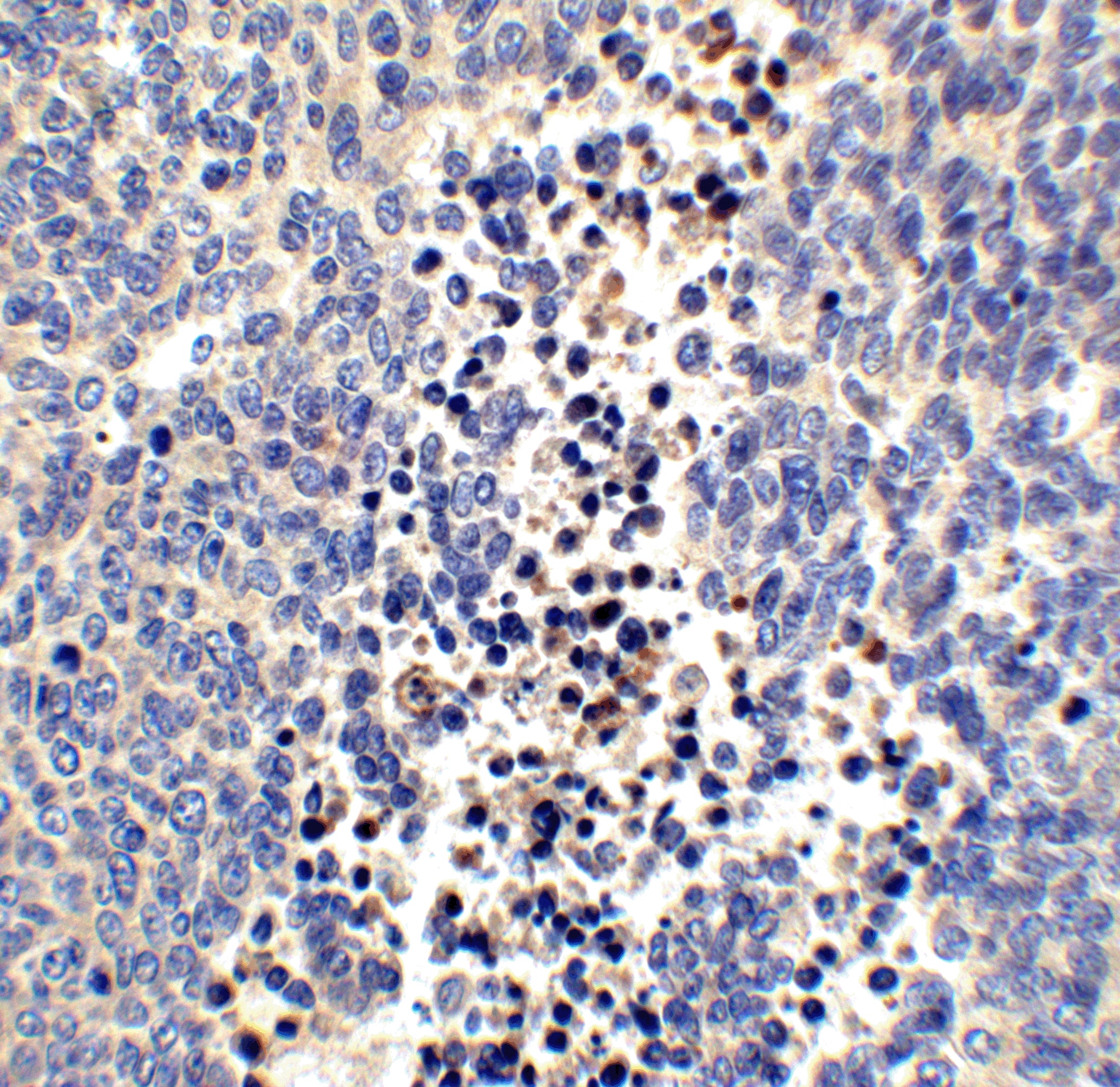 Neuritin Antibody - BSA Free