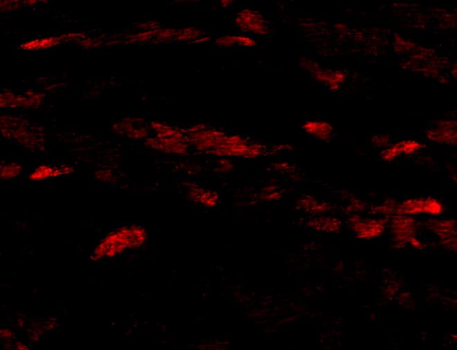 Neuritin Antibody - BSA Free