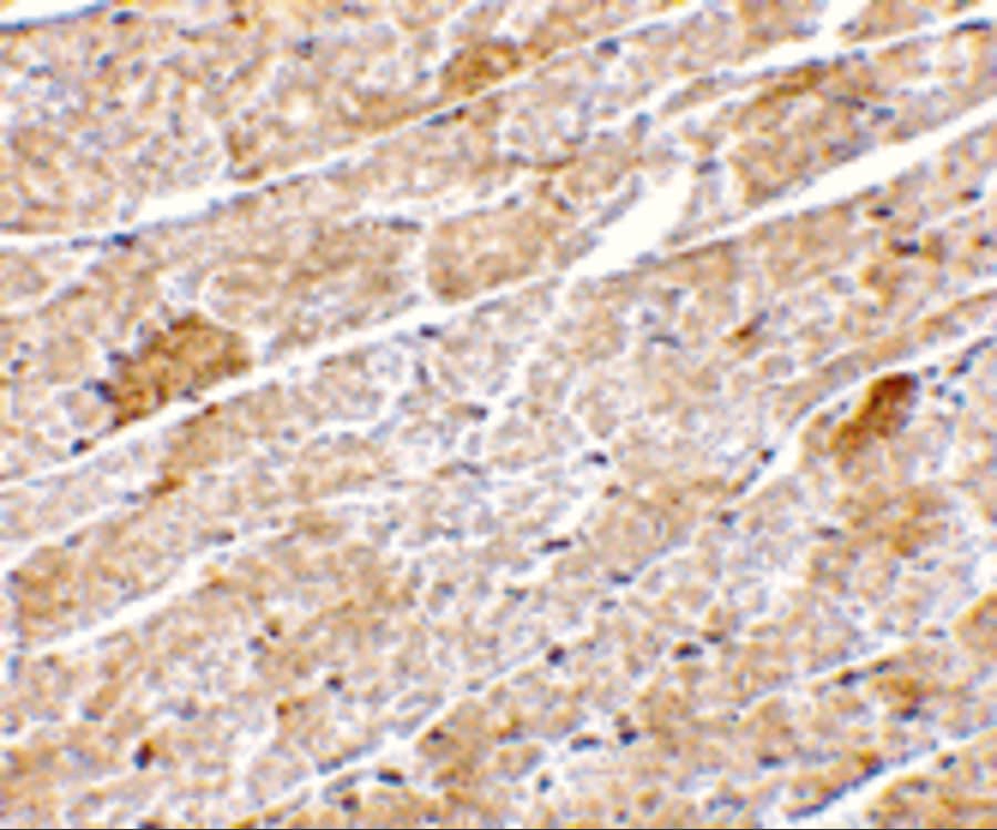 Neuritin Antibody - BSA Free