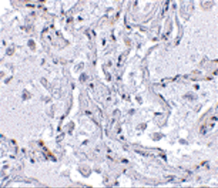 TEP1 Antibody - BSA Free