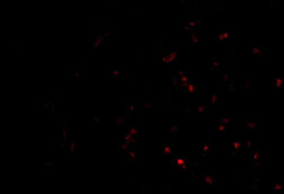 TEP1 Antibody - BSA Free