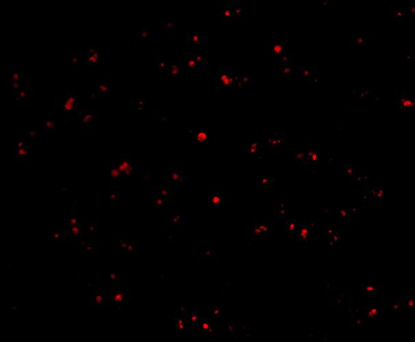 IFN-beta Antibody - BSA Free