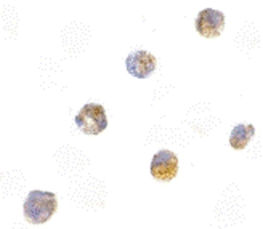 ASC/TMS1 Antibody - BSA Free