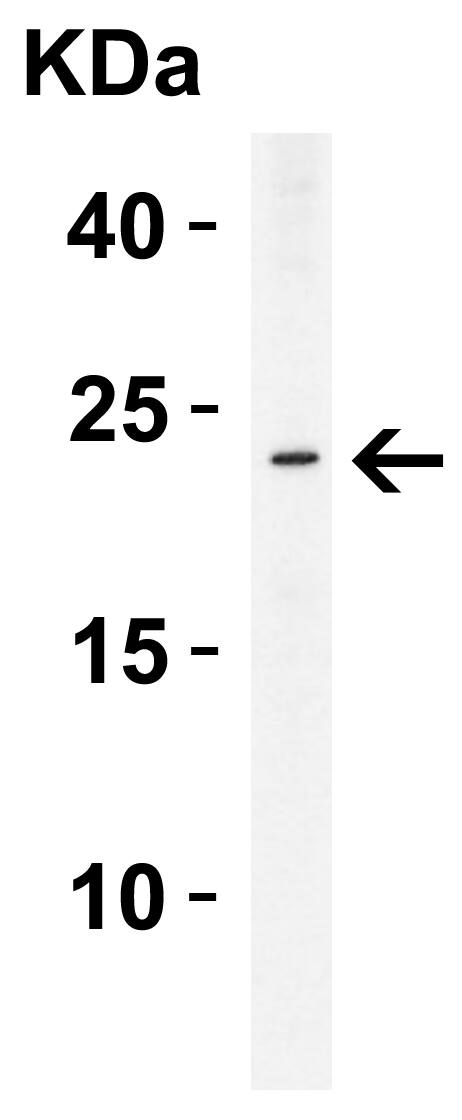 ASC/TMS1 Antibody - BSA Free