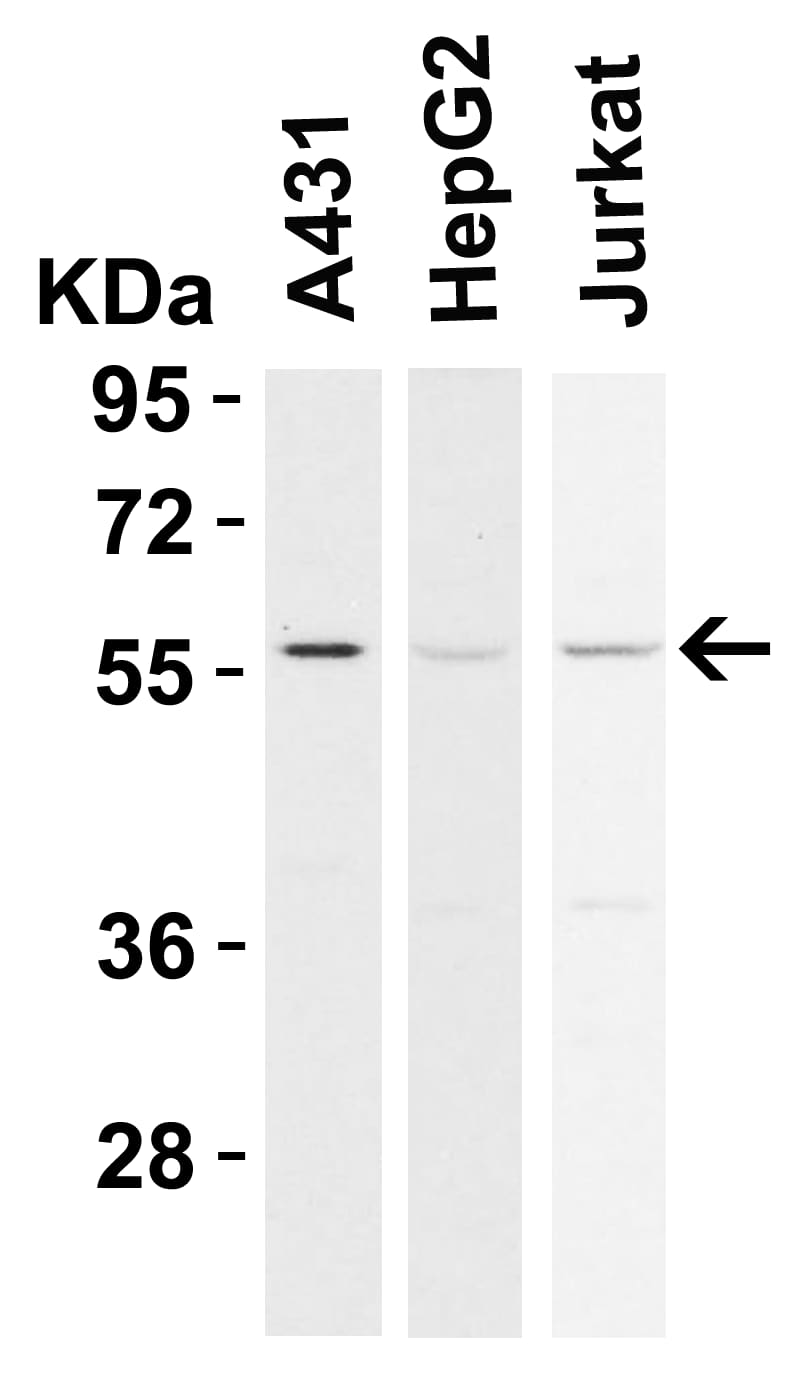 RIPK3/RIP3 Antibody - BSA Free