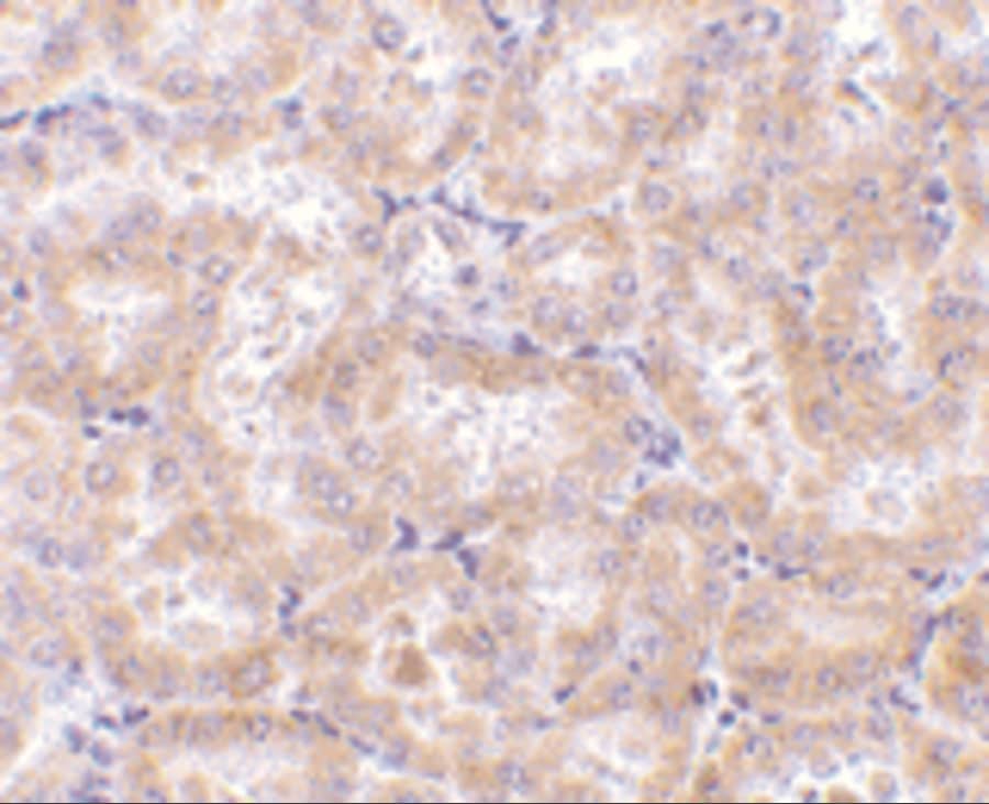 RIPK3/RIP3 Antibody - BSA Free
