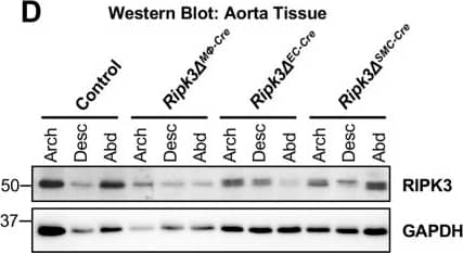 RIPK3/RIP3 Antibody - BSA Free