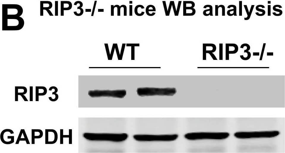 RIPK3/RIP3 Antibody - BSA Free