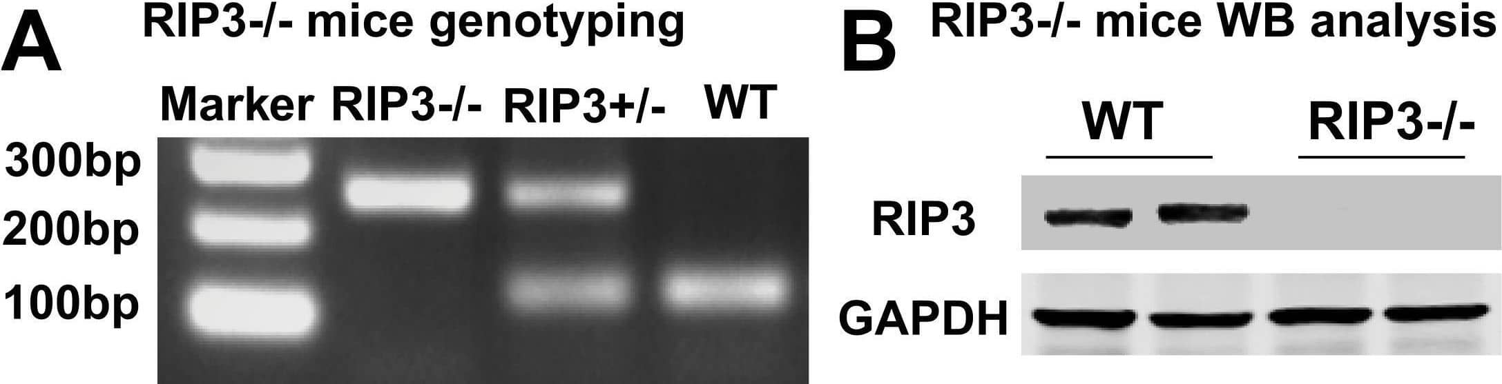RIPK3/RIP3 Antibody - BSA Free