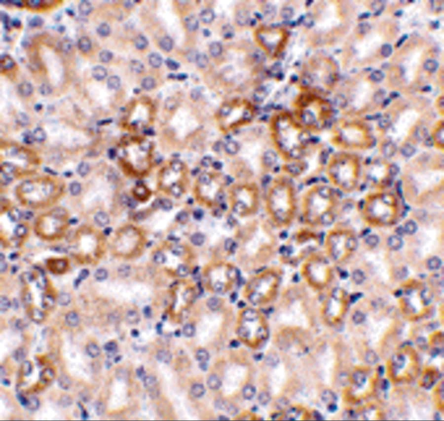 Nephrin Antibody - BSA Free