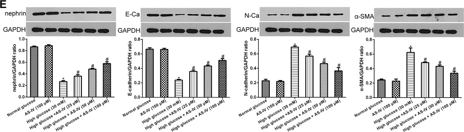 Nephrin Antibody - BSA Free