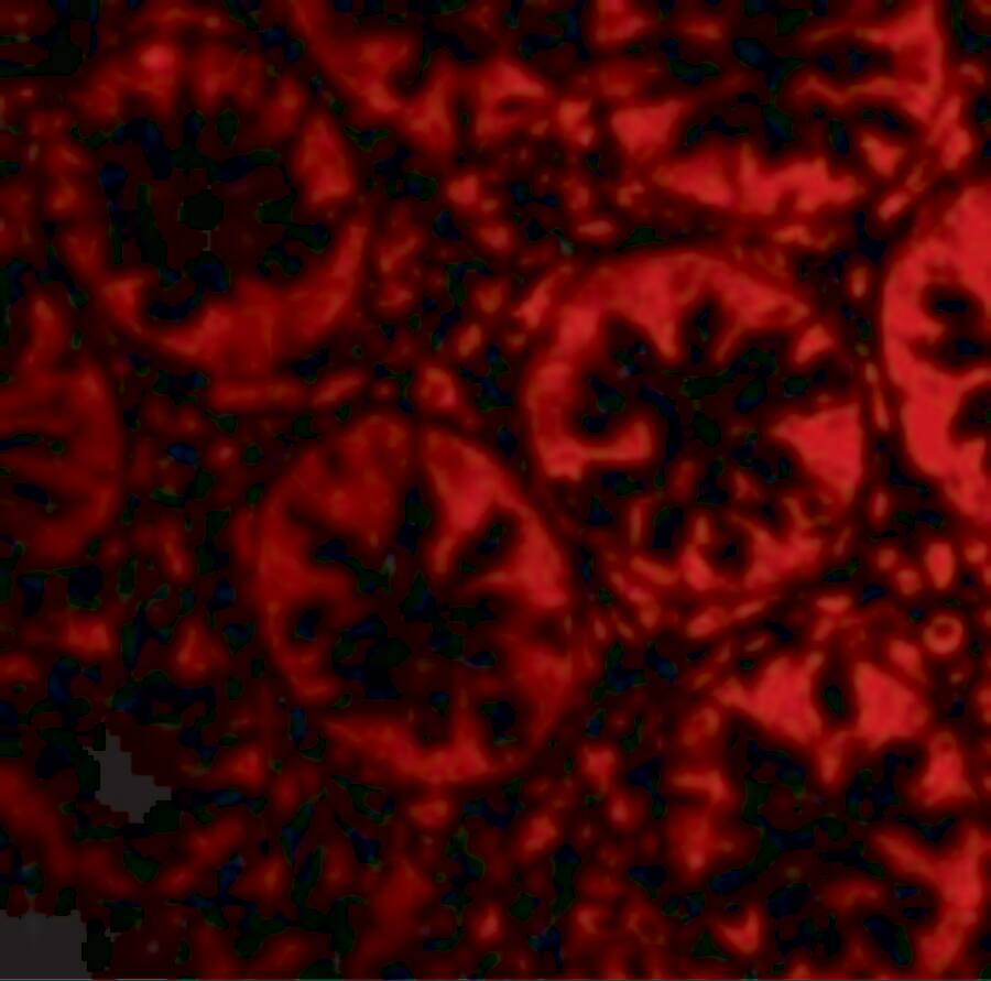 RASD2 Antibody - BSA Free