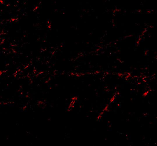 Lgi1 Antibody - BSA Free