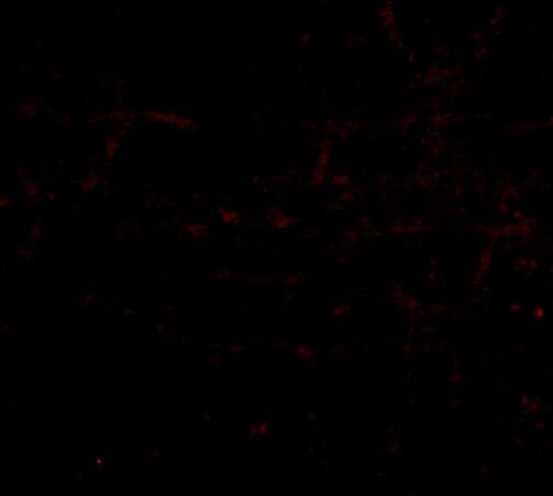 HAPLN2 Antibody - BSA Free