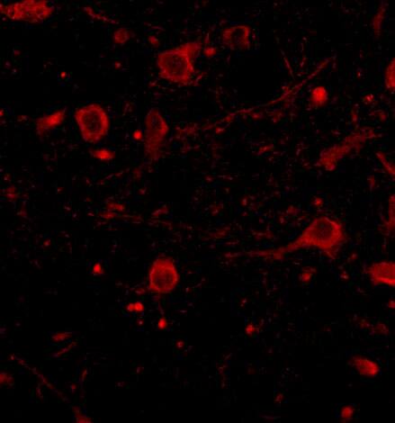 CADPS Antibody - BSA Free