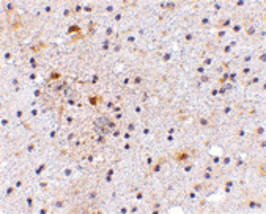 CADPS Antibody - BSA Free
